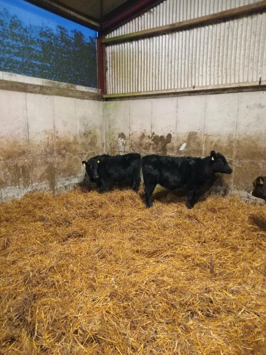 "Organic" weanlings 3 heifers 1 bullock - Image 4
