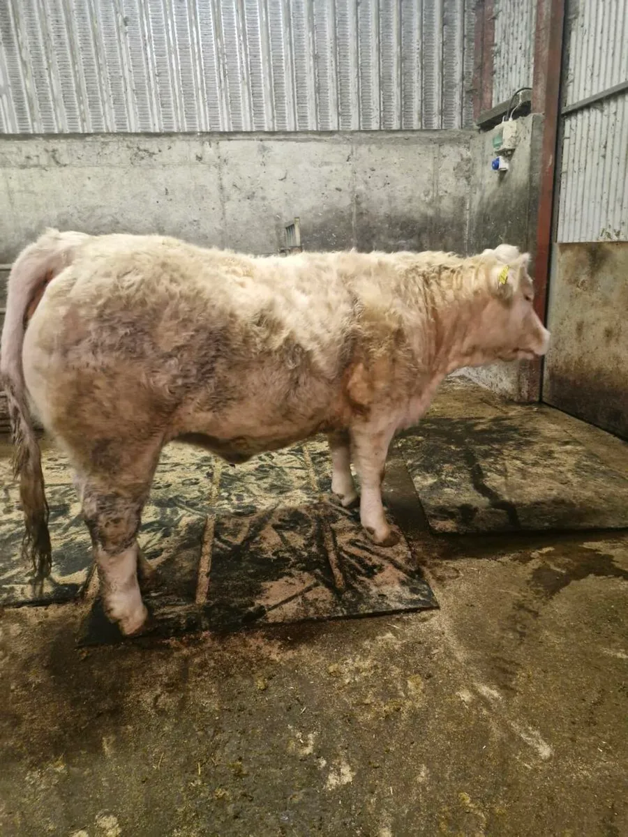 LQQK LQQK Ped CHAR heifer lot 45 this SAt 13/12! - Image 2
