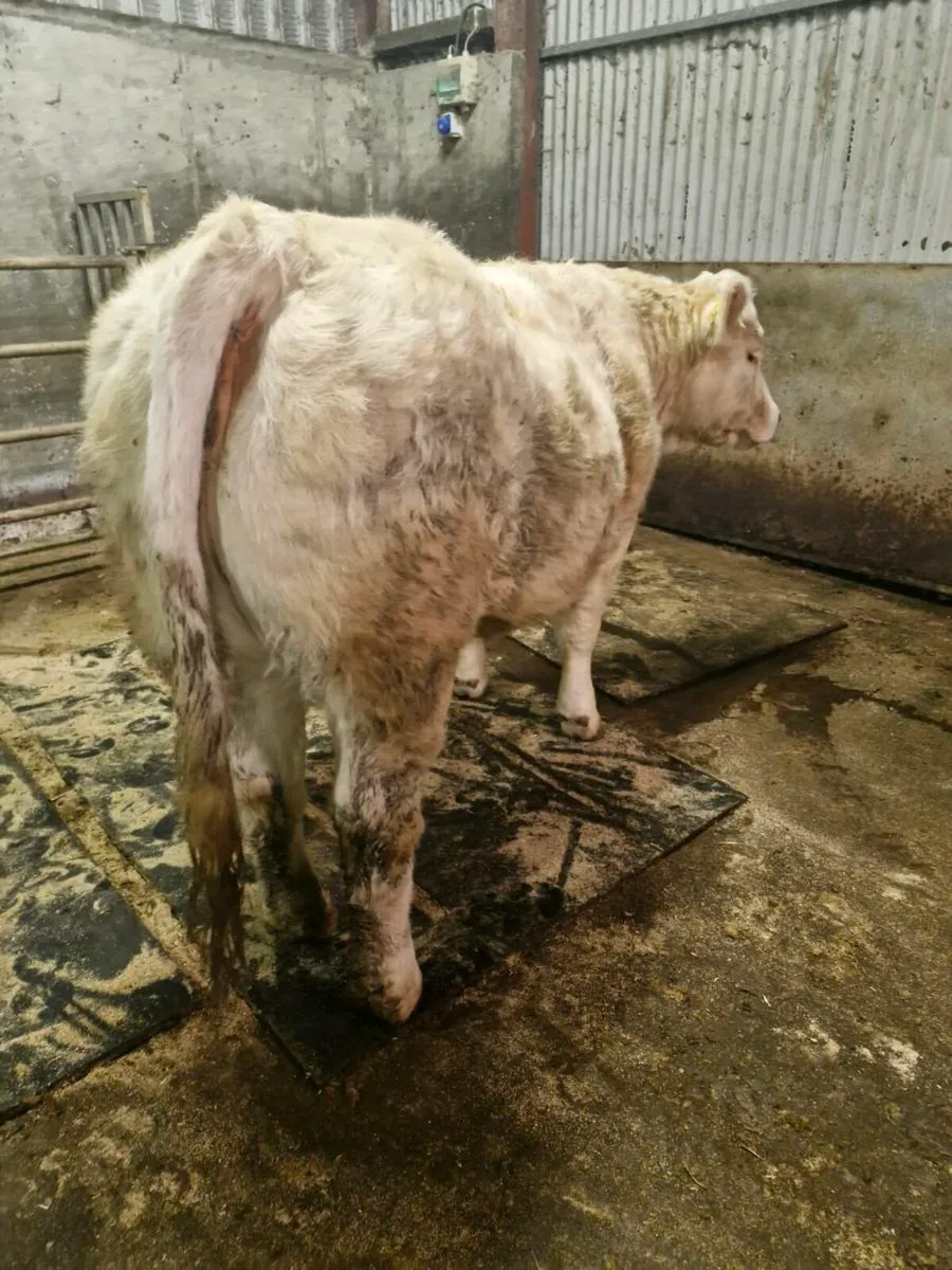 LQQK LQQK Ped CHAR heifer lot 45 this SAt 13/12! - Image 3