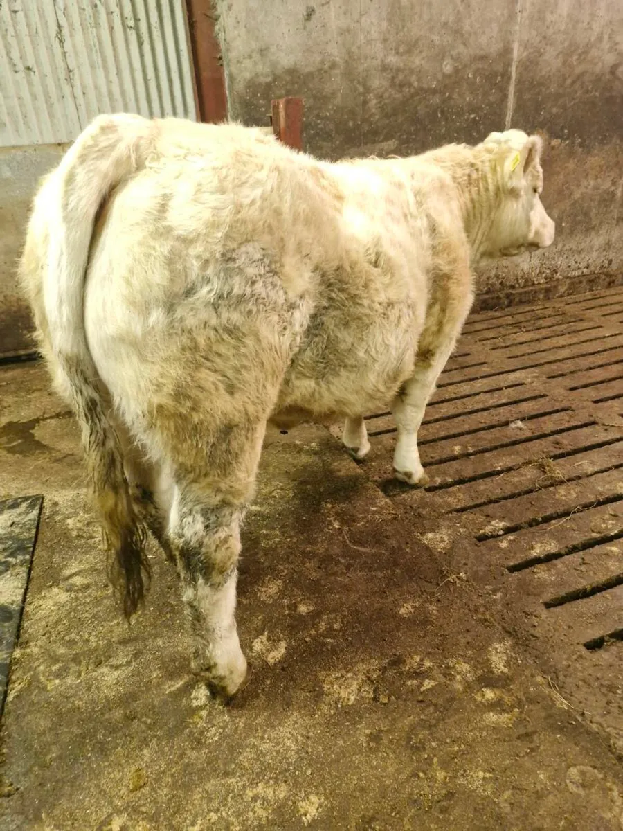 LQQK LQQK Ped CHAR heifer lot 45 this SAt 13/12! - Image 4