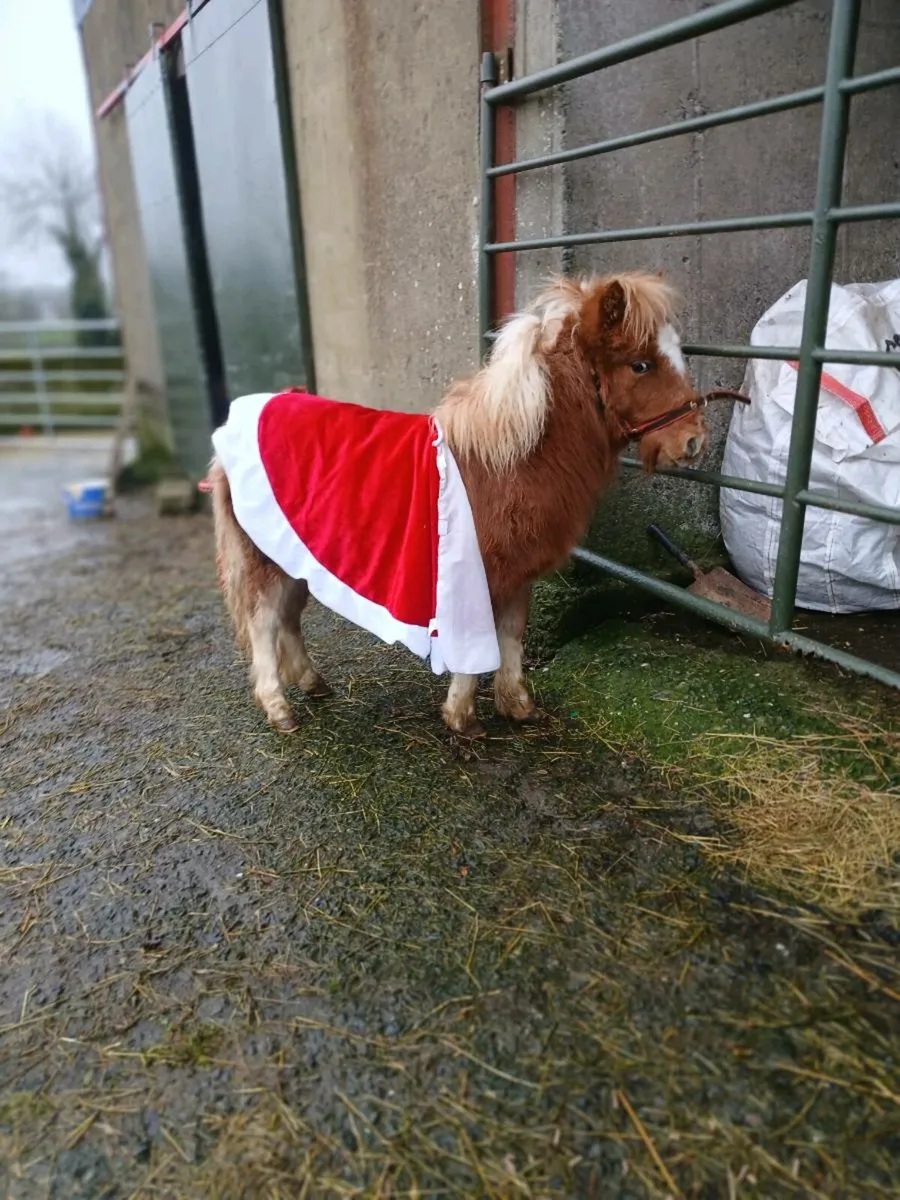 Fallabella foal - Image 2