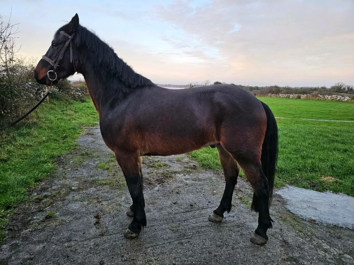 3 year old gelding - Image 1