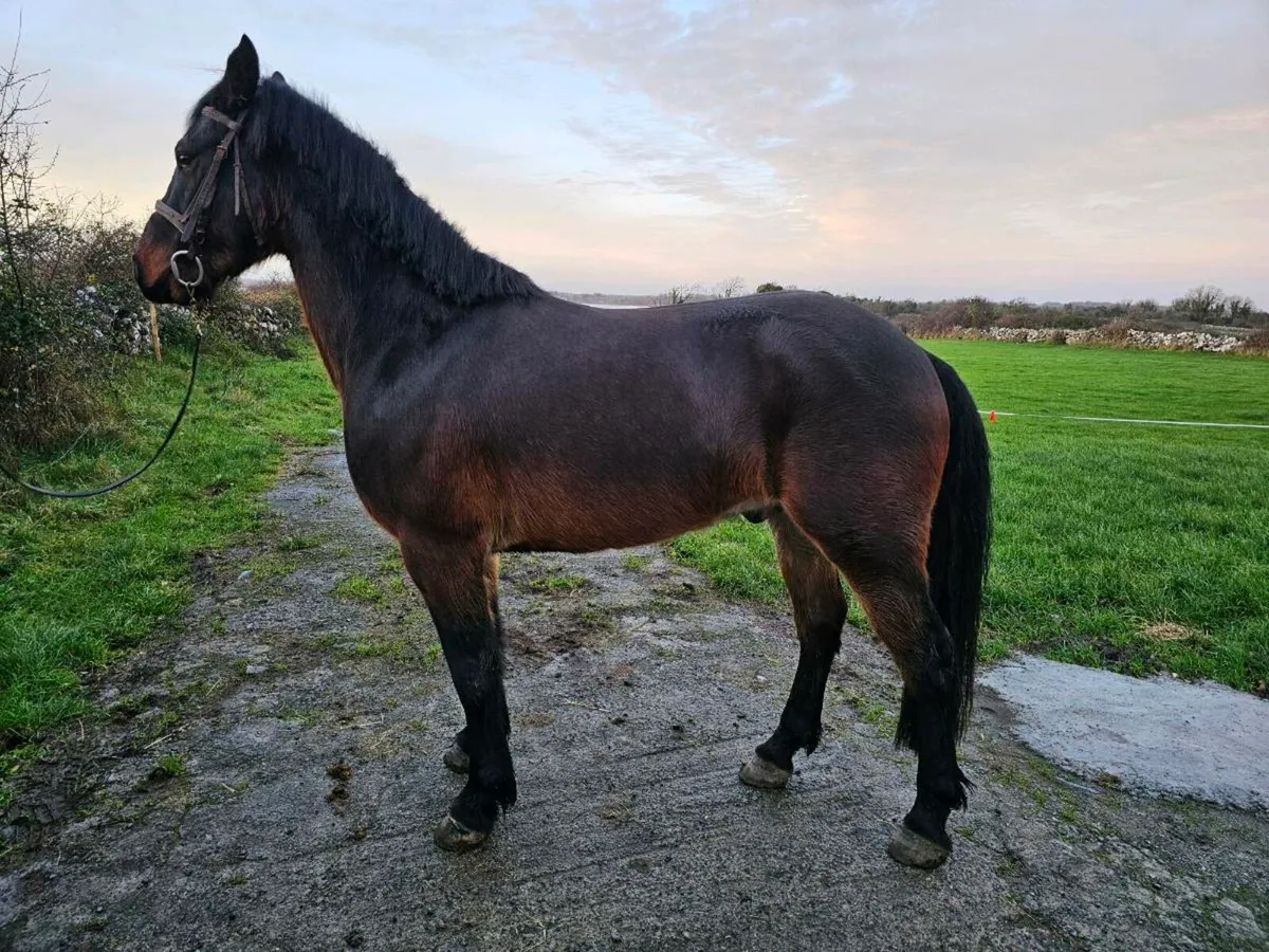 3 year old gelding - Image 2