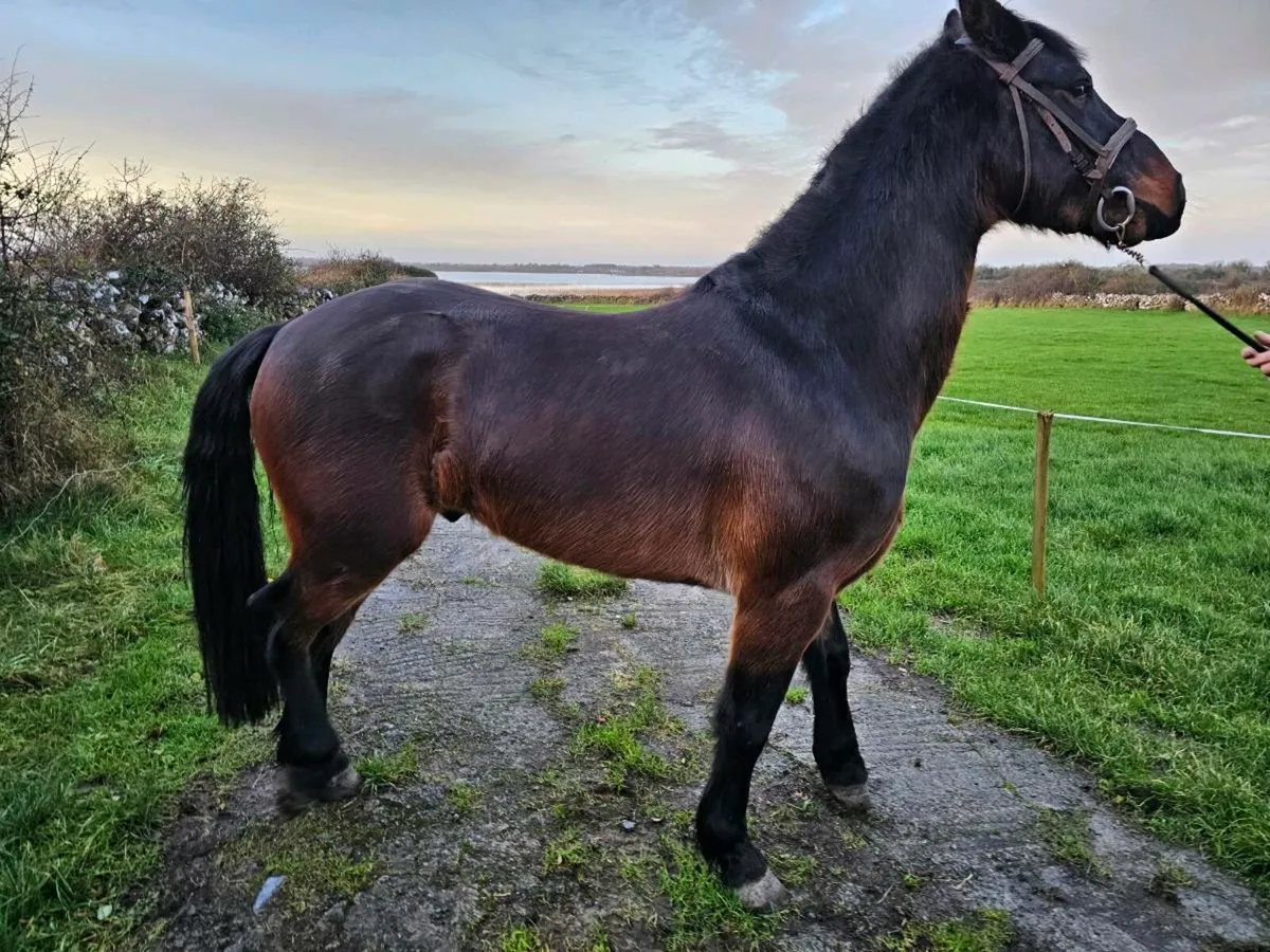 3 year old gelding - Image 3