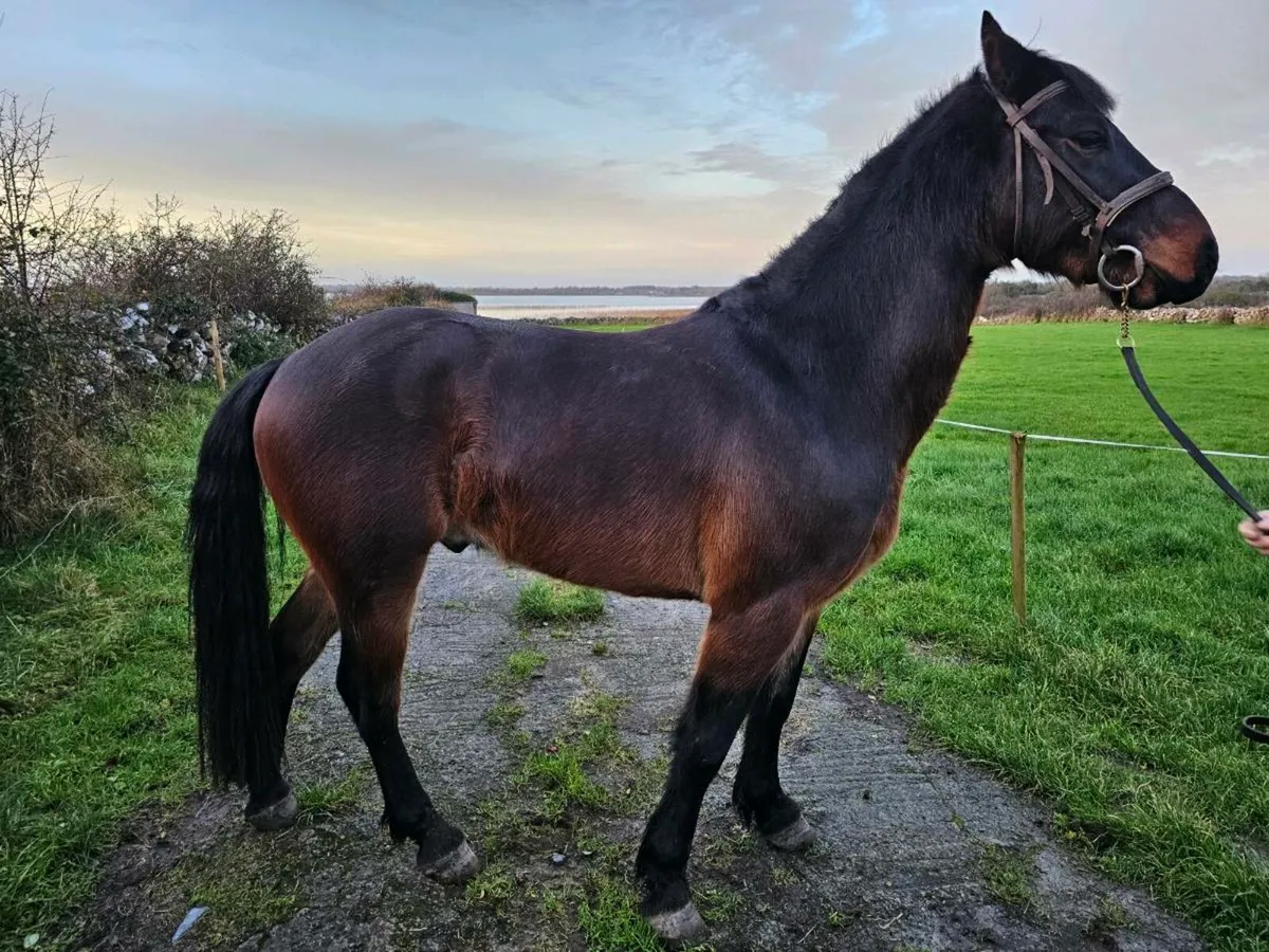 3 year old gelding - Image 4