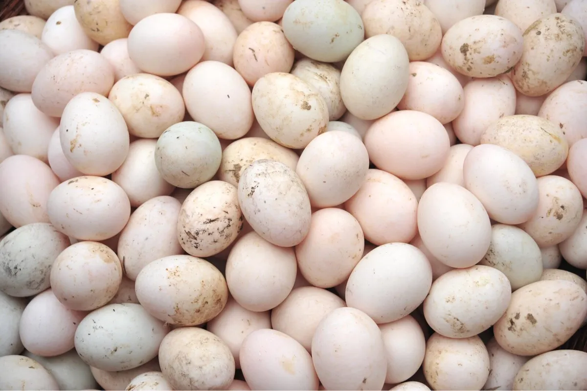Duck eggs available in bulk - Image 2
