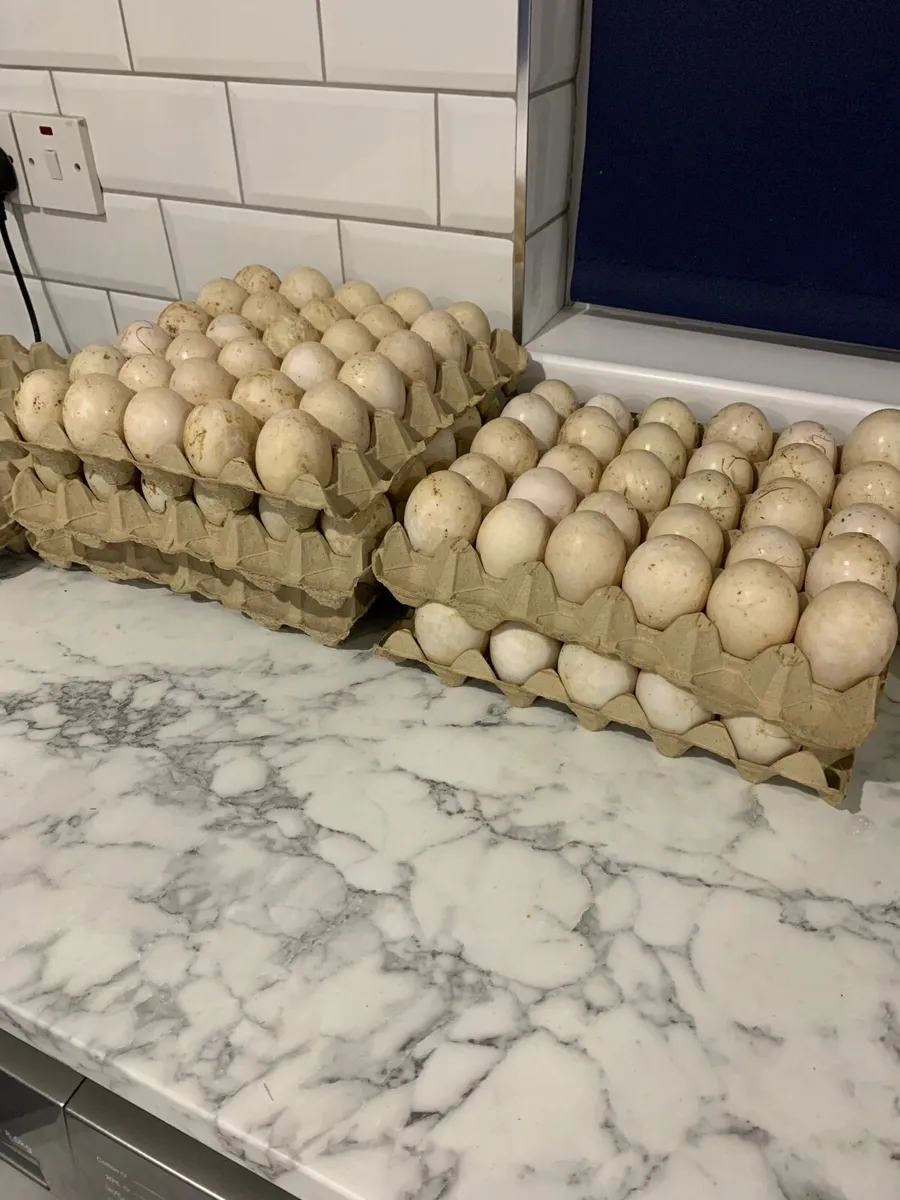 Duck eggs available in bulk - Image 3