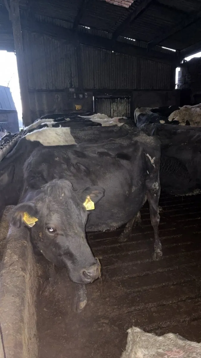 Empty milking cows - Image 1