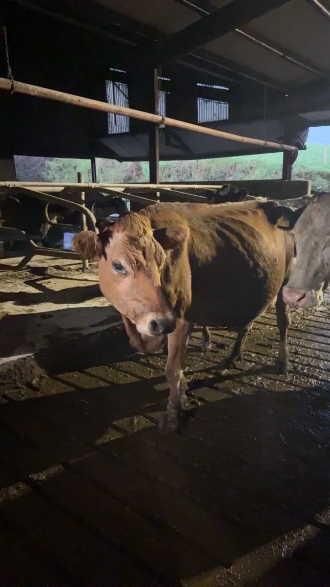 Empty milking cows - Image 2