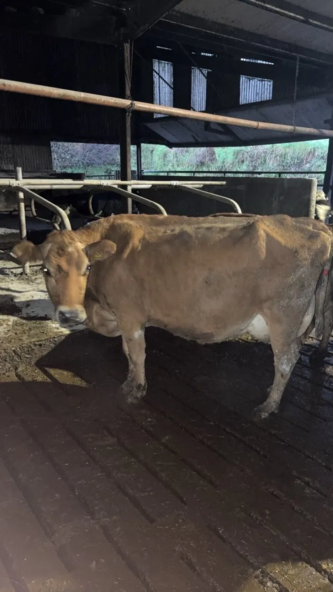 Empty milking cows - Image 3