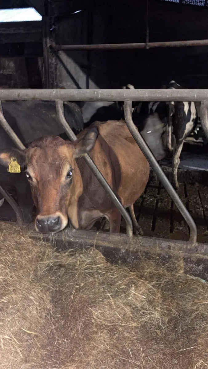 Empty milking cows - Image 4
