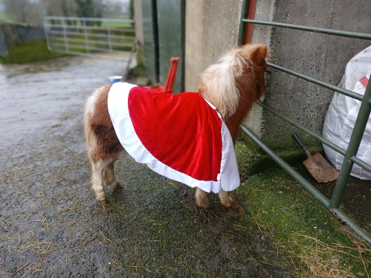 Fallabella foal - Image 3