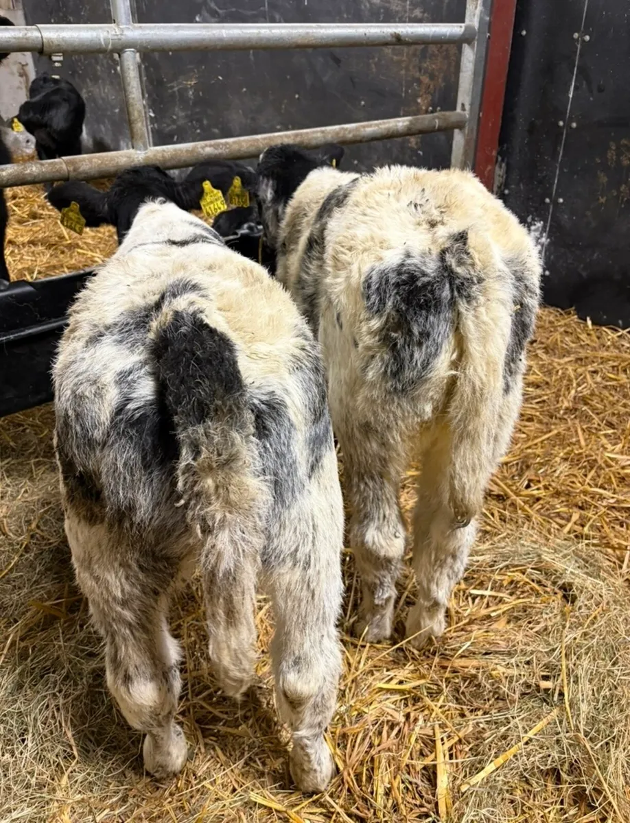 2 Christmas crackers 🎁 - Image 1