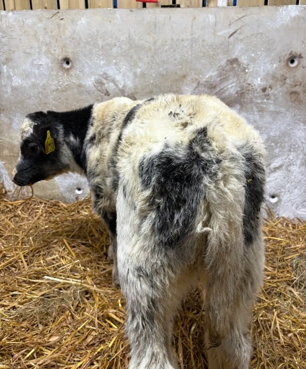 2 Christmas crackers 🎁 - Image 2