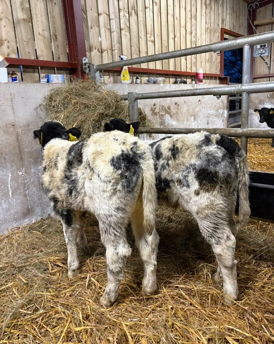 2 Christmas crackers 🎁 - Image 3