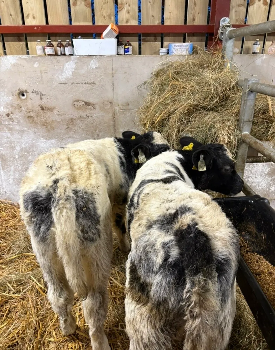 2 Christmas crackers 🎁 - Image 4