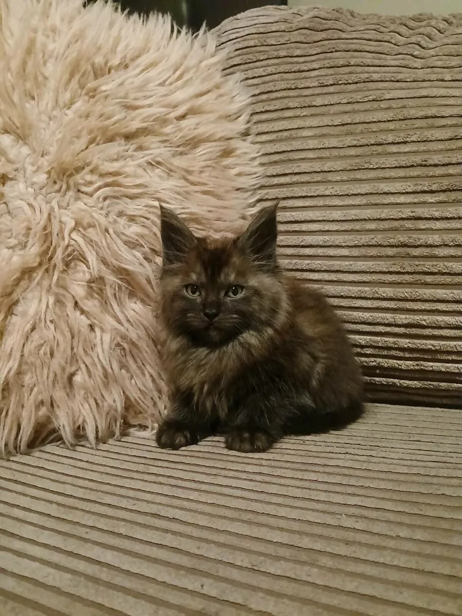 Maine coon kittens - Image 1