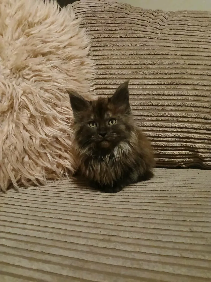 Maine coon kittens - Image 2