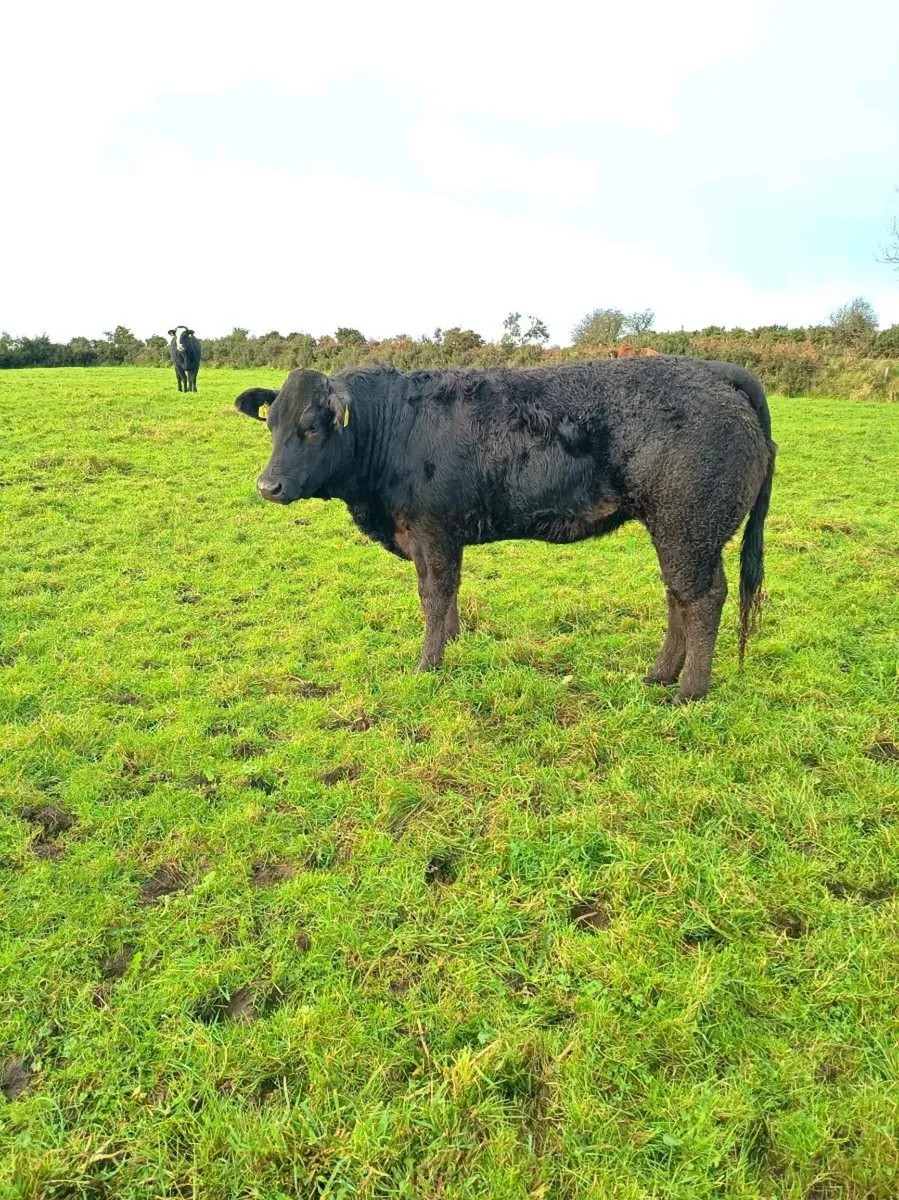 Breeding heifer - Image 1