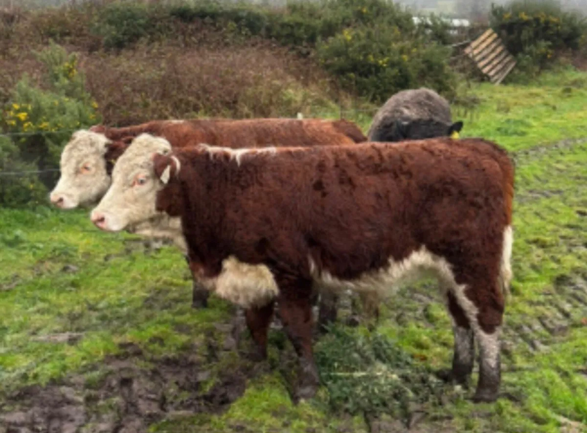 5 Bull Weanlings For Sale - Image 1