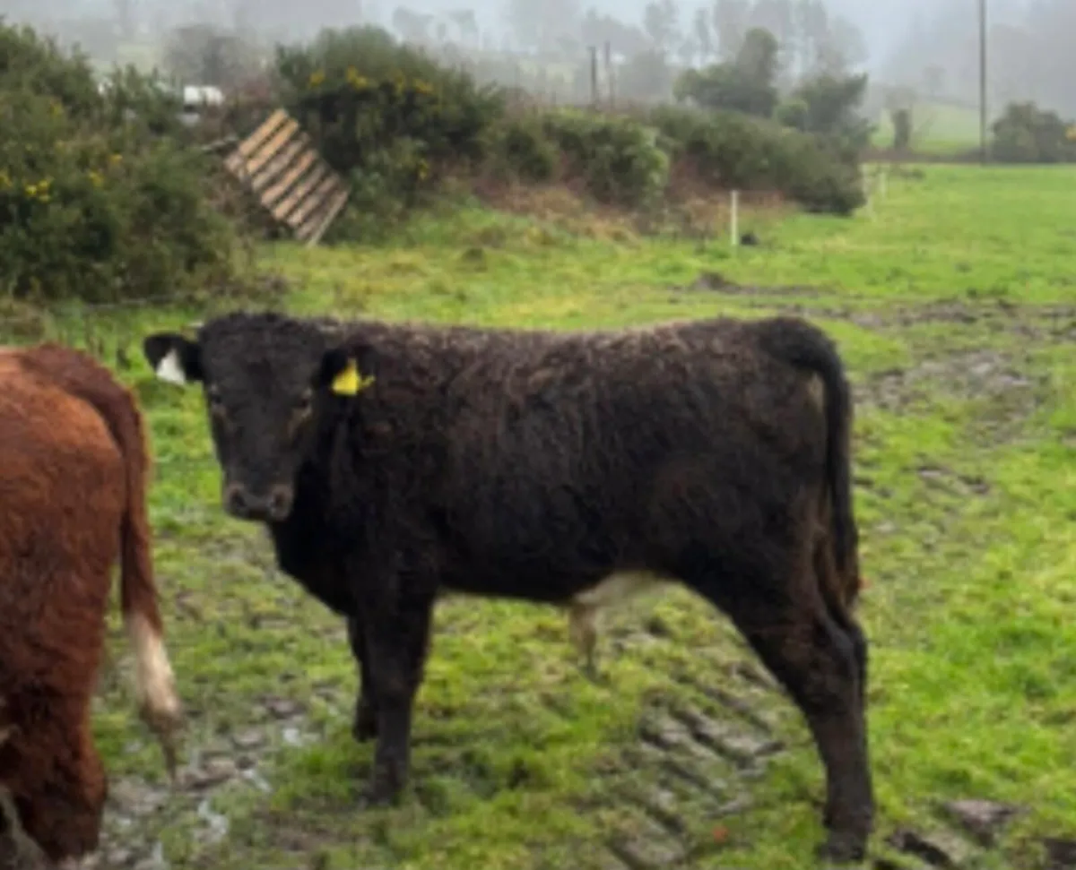 5 Bull Weanlings For Sale - Image 2