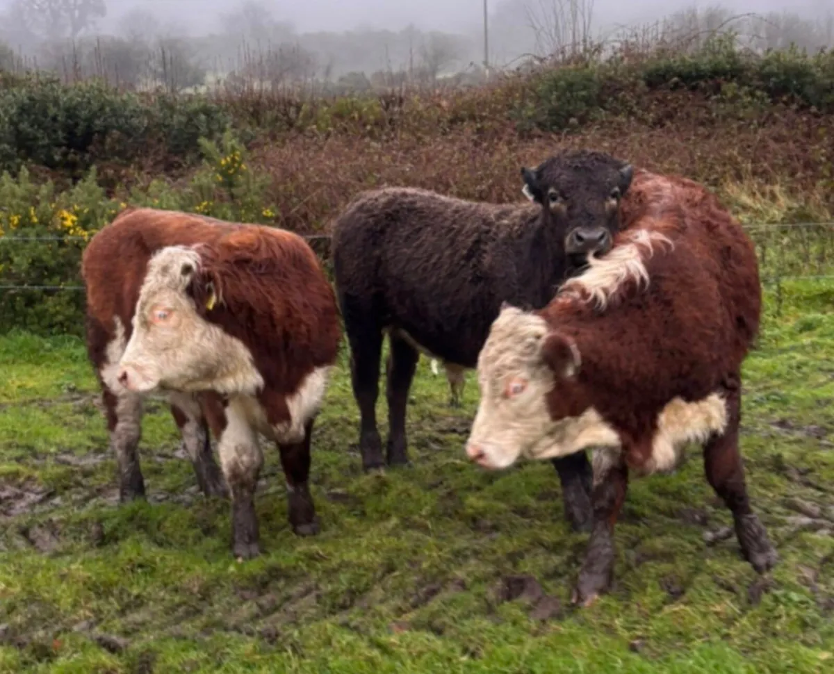 5 Bull Weanlings For Sale - Image 3