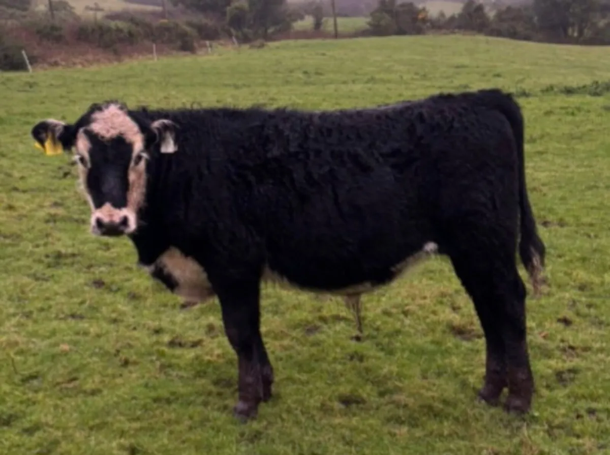 5 Bull Weanlings For Sale - Image 4