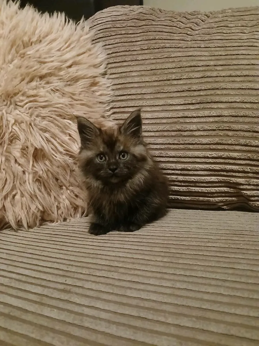 Maine coon kittens - Image 3