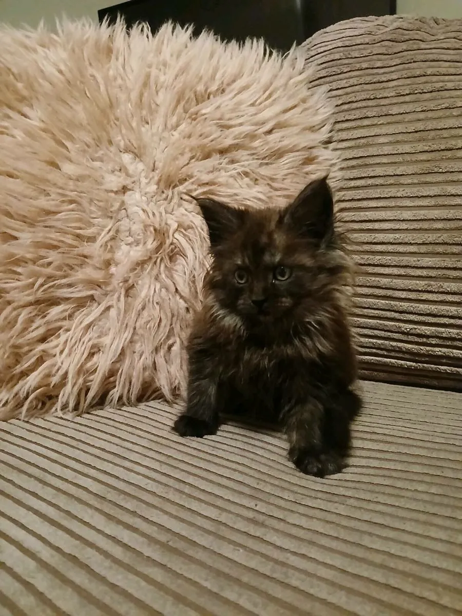 Maine coon kittens - Image 4