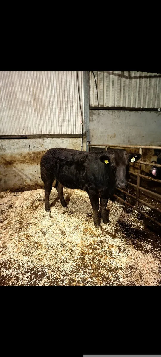 Breeding heifer - Image 2