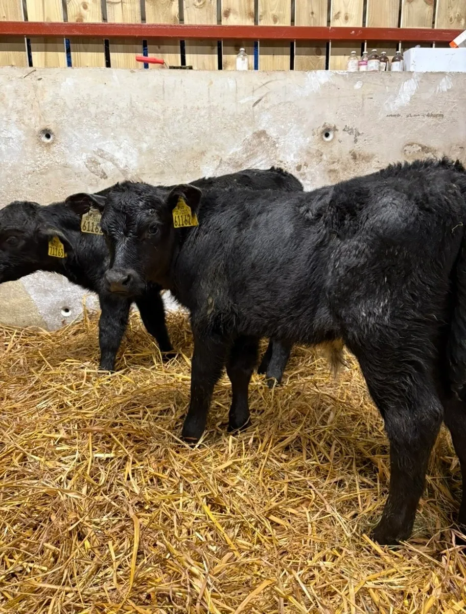 4 smashing Angus bulls (home bred) - Image 1