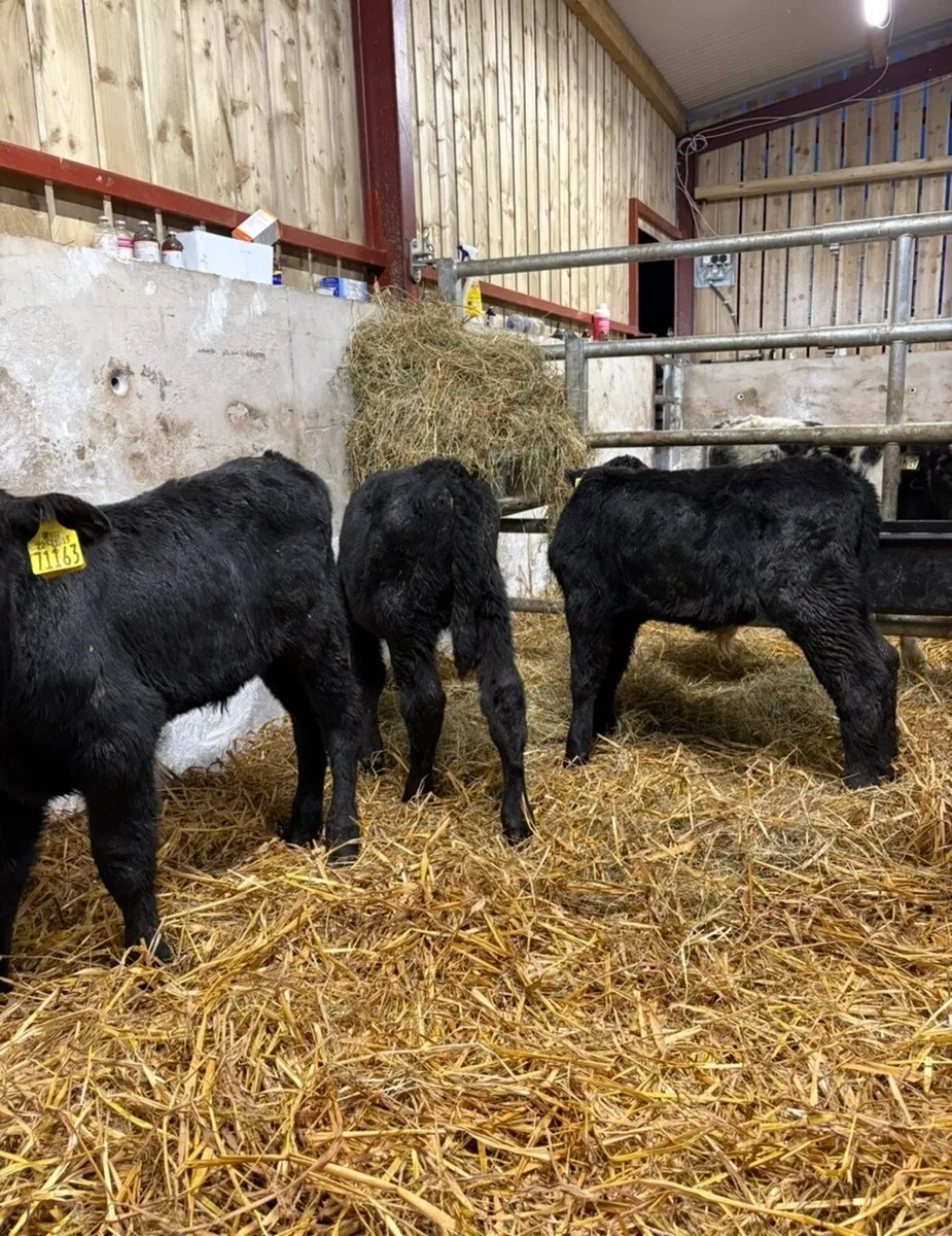 4 smashing Angus bulls (home bred) - Image 2