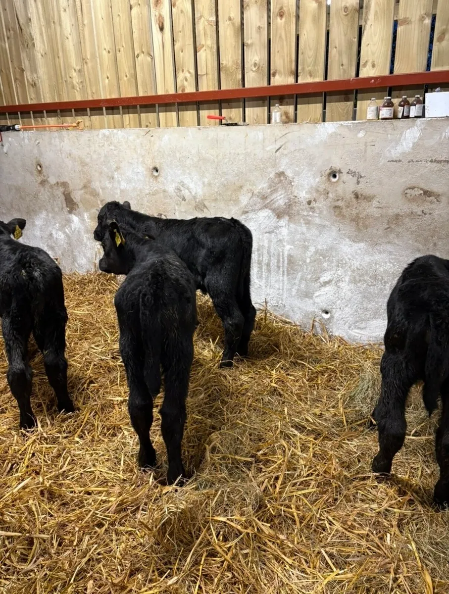 4 smashing Angus bulls (home bred) - Image 3