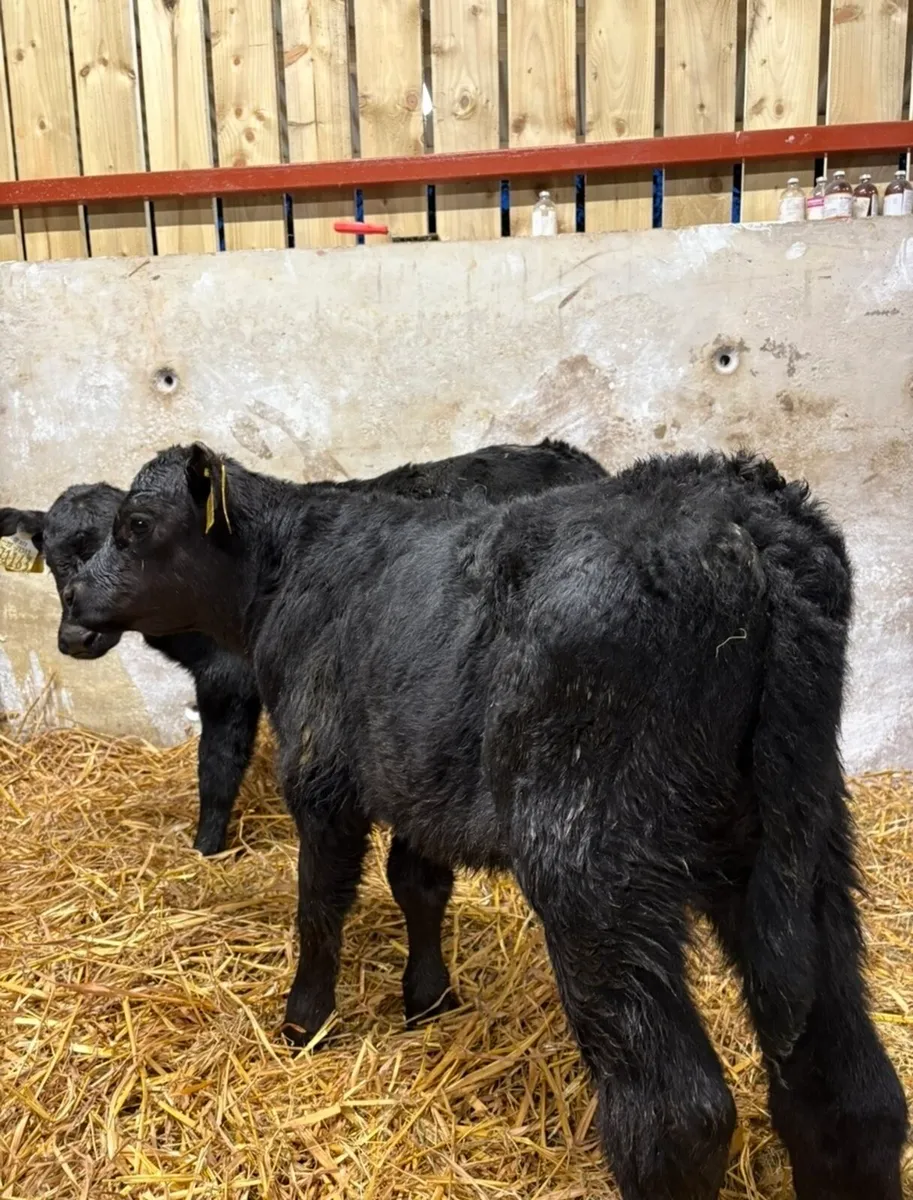 4 smashing Angus bulls (home bred) - Image 4