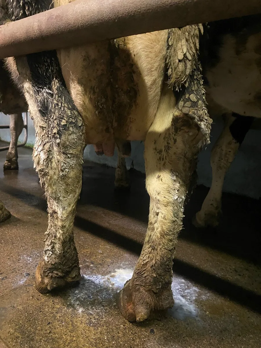 Empty cows - Image 1