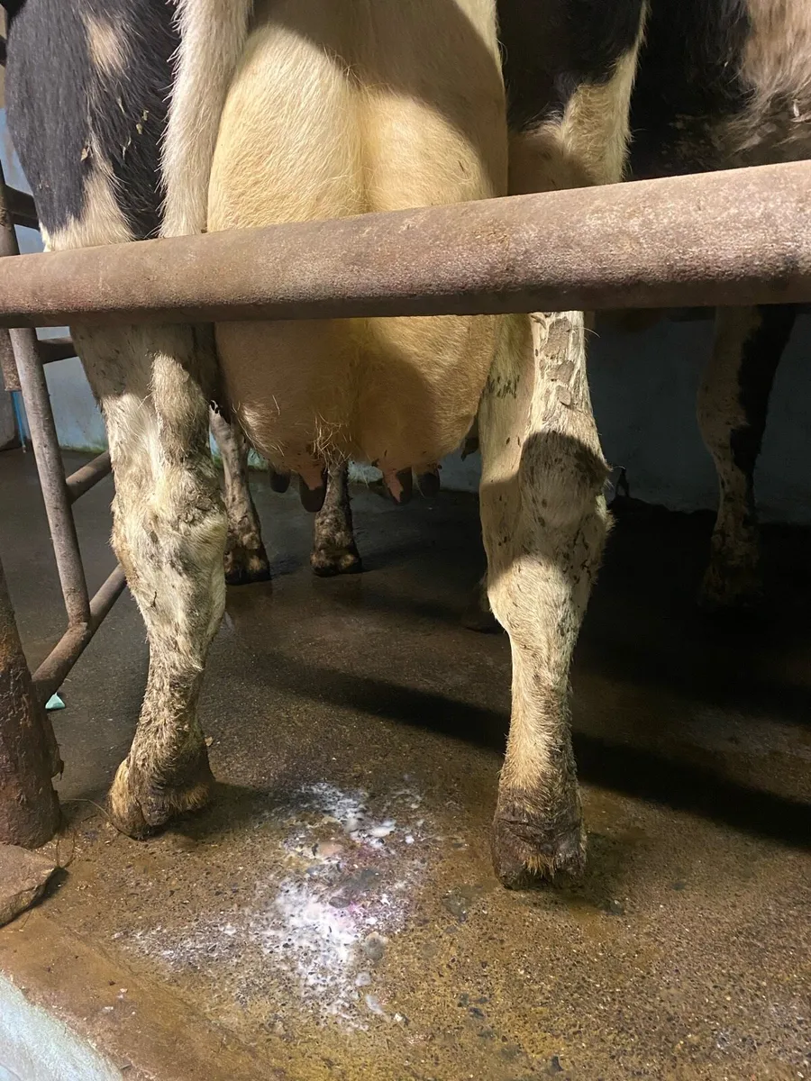 Empty cows - Image 2