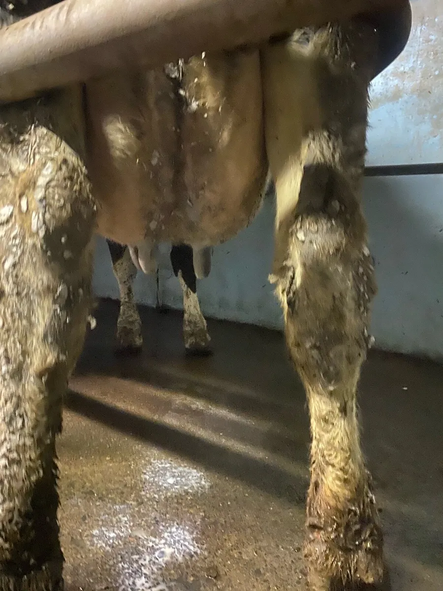 Empty cows - Image 3