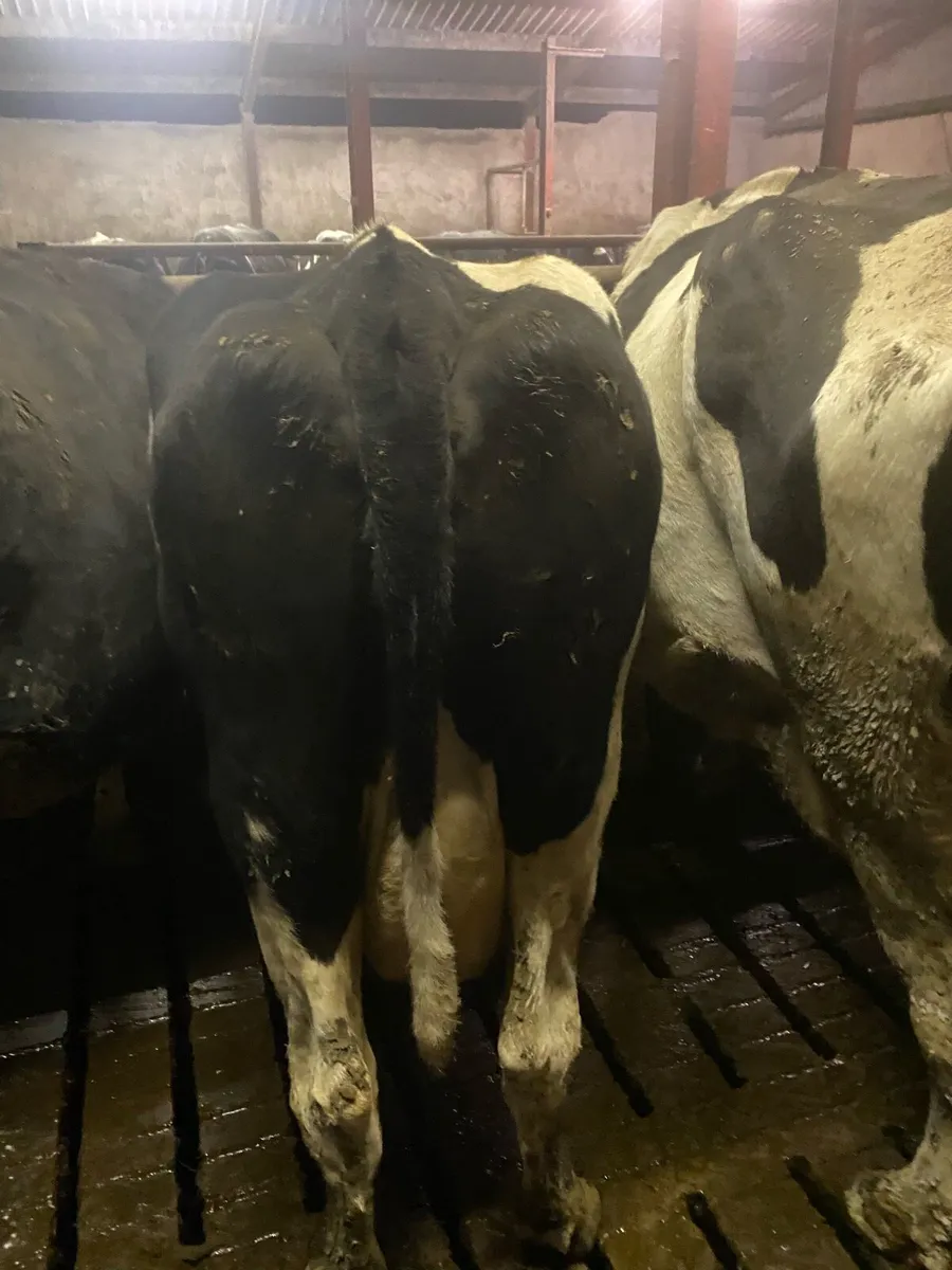 Empty cows - Image 4