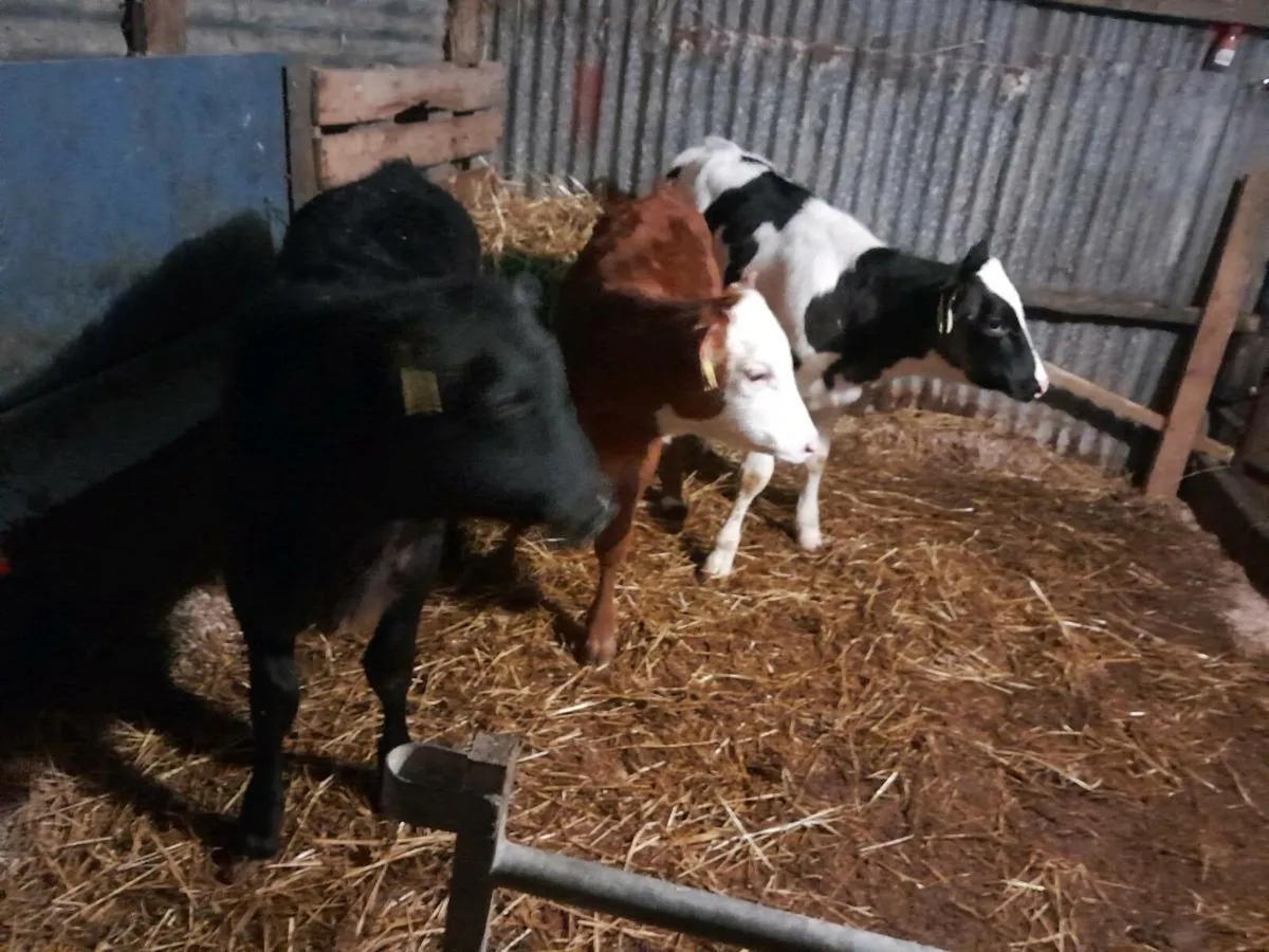 Calfs for sale - Image 1