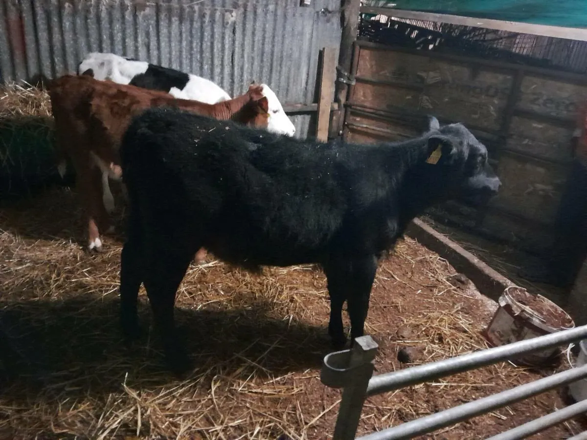 Calfs for sale - Image 2
