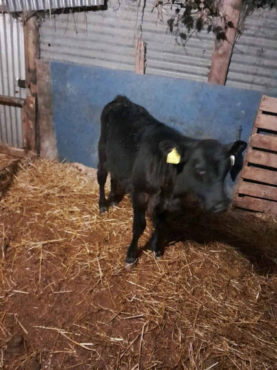 Calfs for sale - Image 3