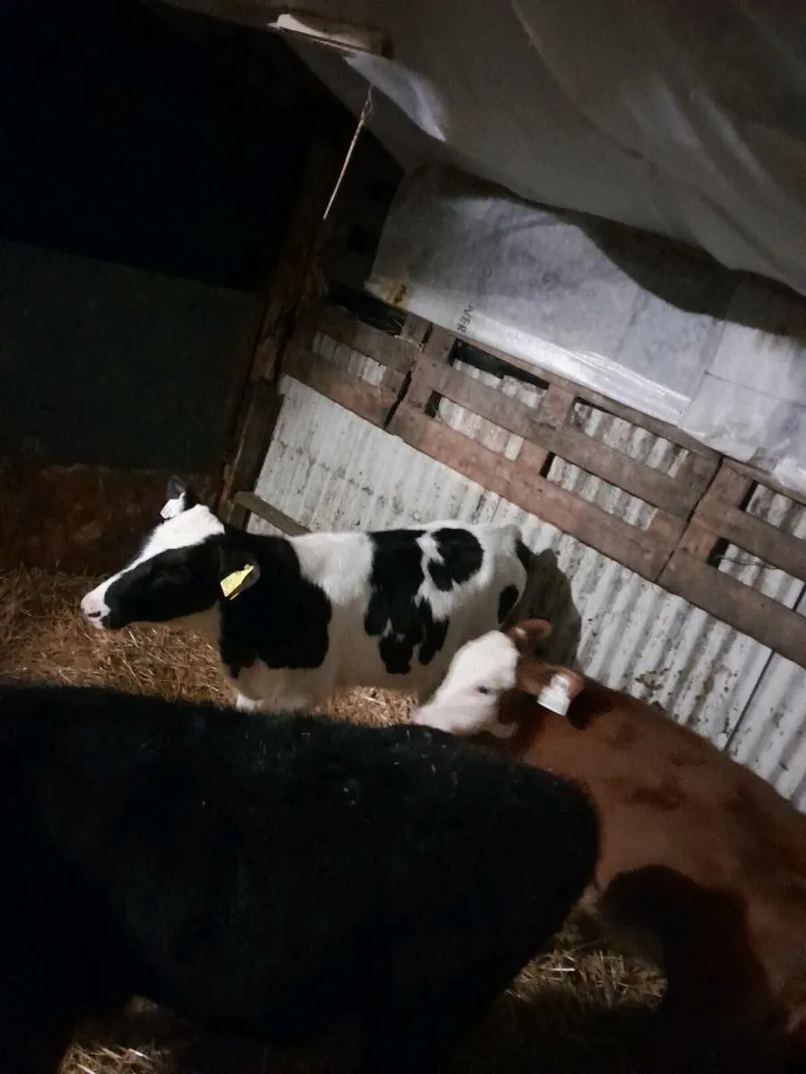Calfs for sale - Image 4