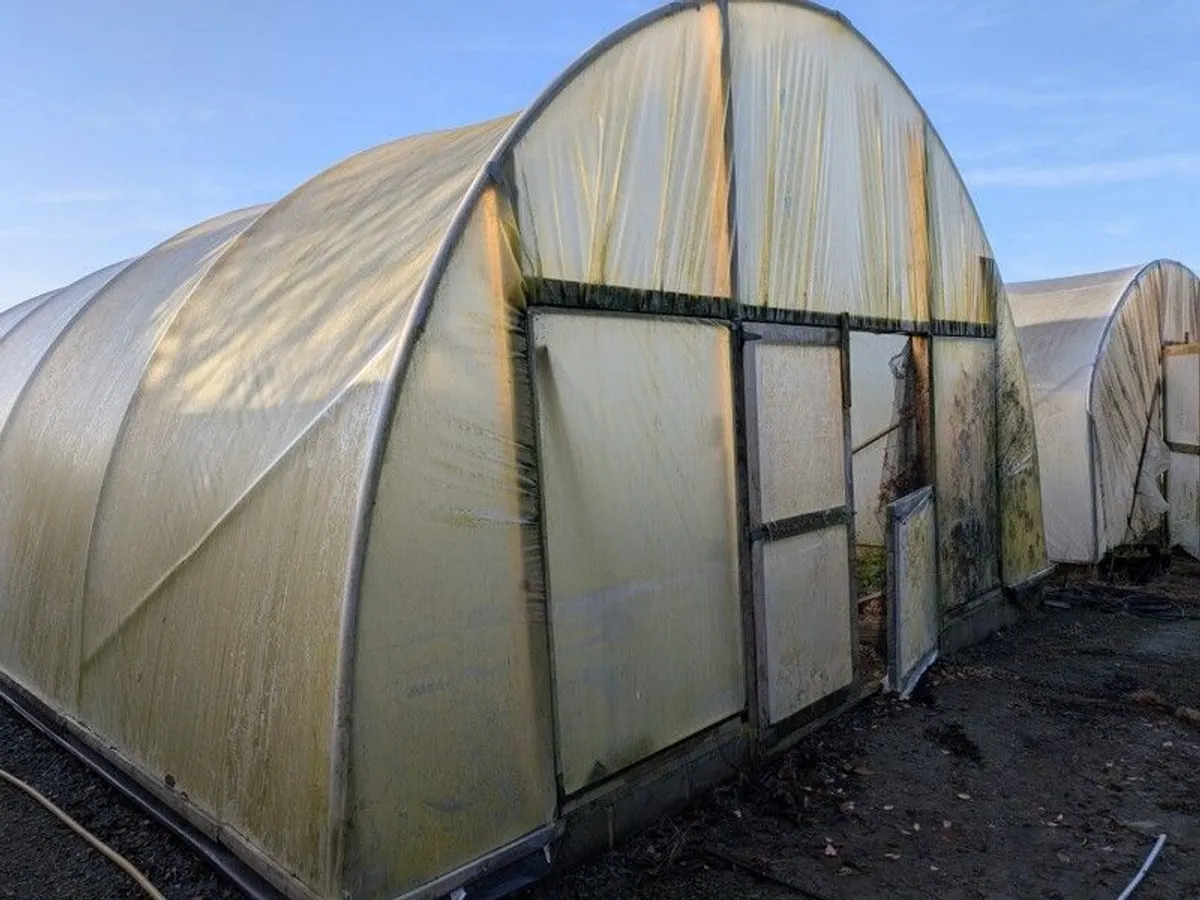 Large commercial Polytunnel 50x20ft - Image 4