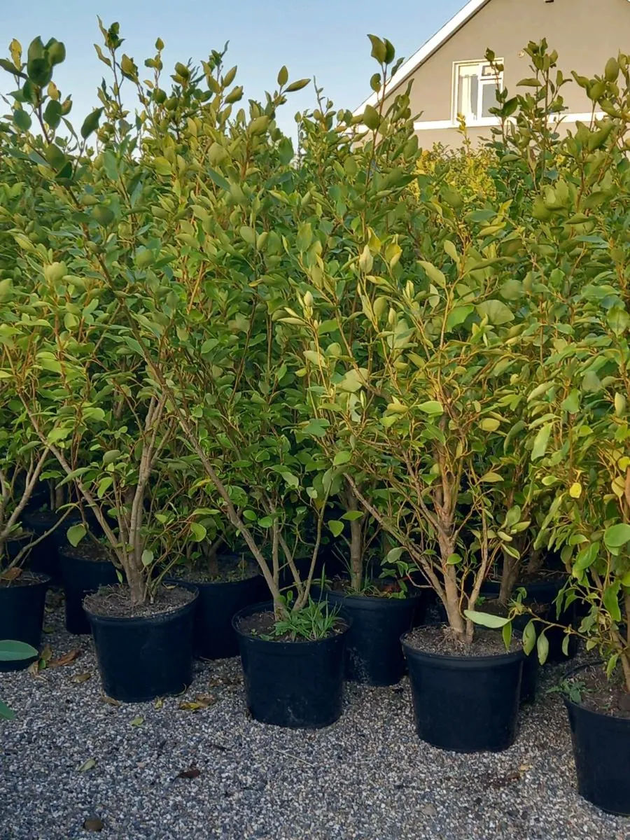 Hedging  plants - Image 2