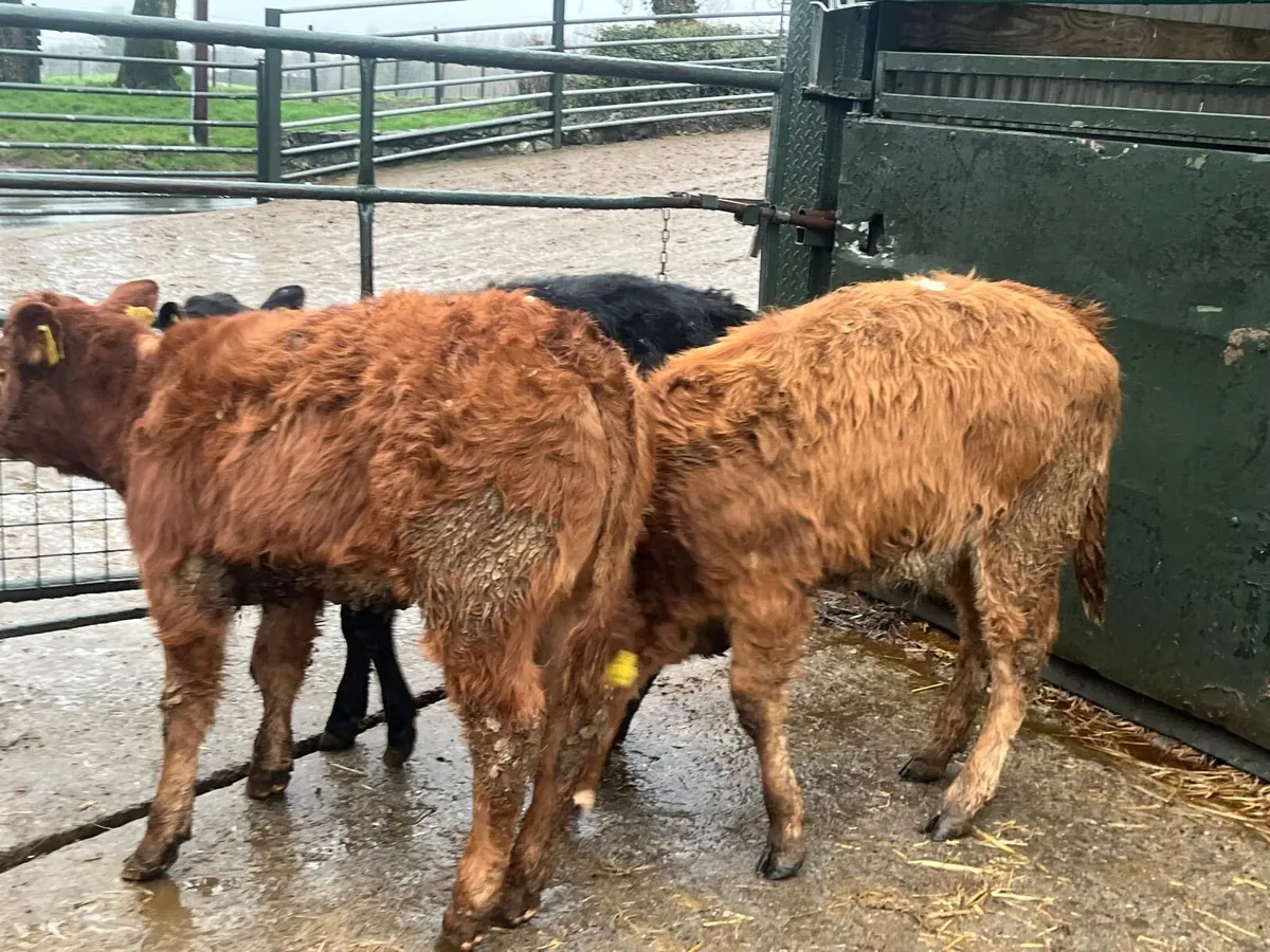 4 super suckler bred continental heifers - Image 1