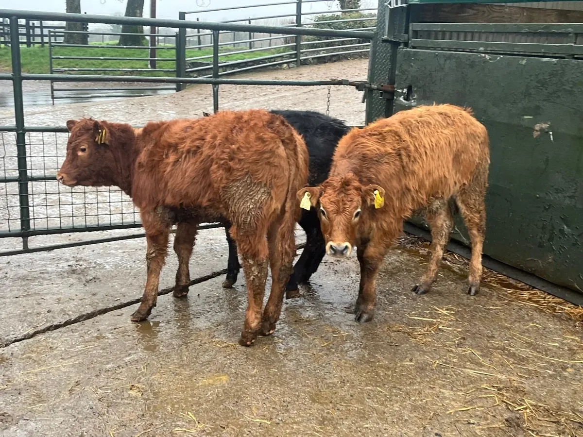 4 super suckler bred continental heifers - Image 2