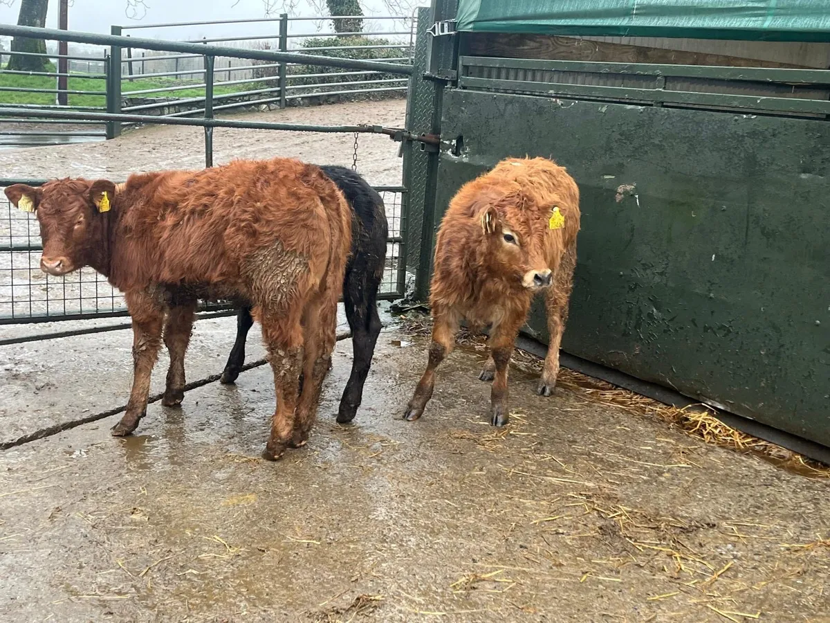 4 super suckler bred continental heifers - Image 3