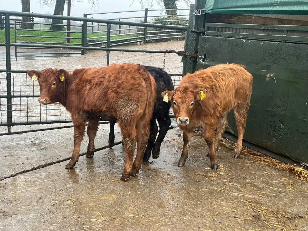 4 super suckler bred continental heifers - Image 4