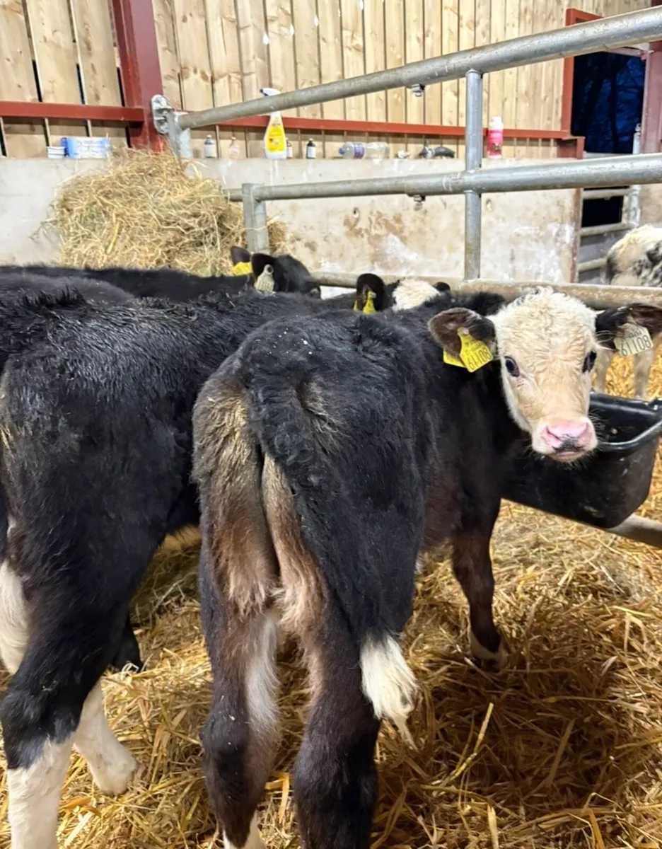 5 super once a day calves - Image 2