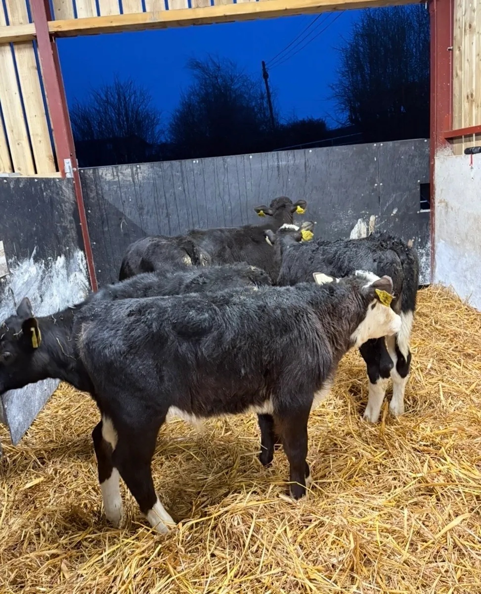 5 super once a day calves - Image 3